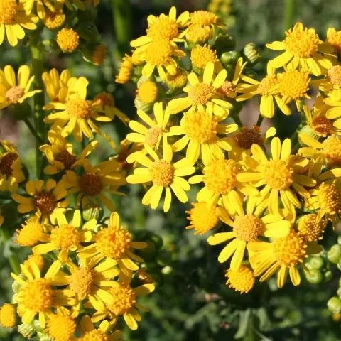thumbnail for publication: Cressleaf Groundsel (Butterweed) Identification and Management in Pastures